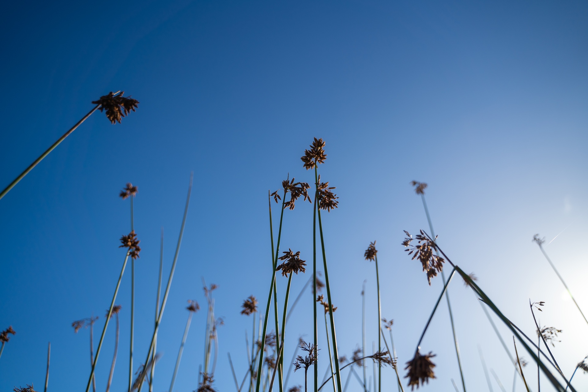 Flood recovery and garden restoration