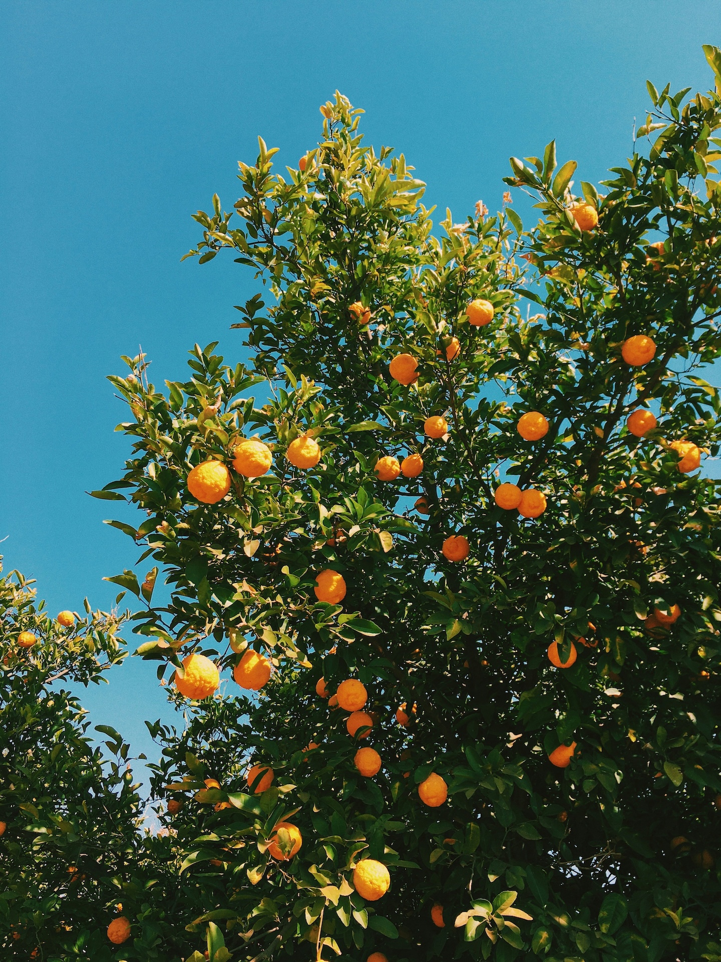 Food forest fruit trees