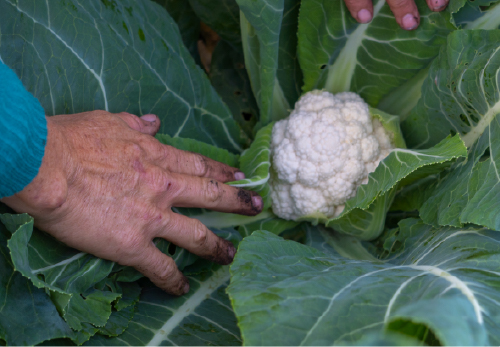 Fresh Produce